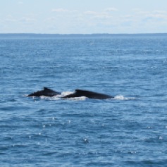 Zwei Finwale: Kuh und Kalb, Brier Island, Nova Scotia (c) tanadia.com