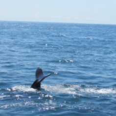 Whale Watching Brier Island, Nova Scotia (c) tanadia.com