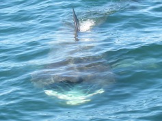 Whale Watching Brier Island, Nova Scotia (c) tanadia.com