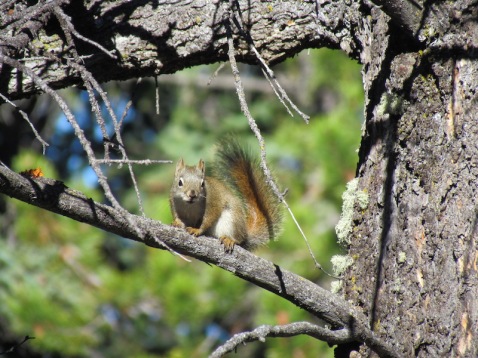 Squirrel in Banff, Alberta - (c) tanadia.com