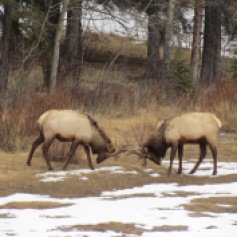 Fighting Elk in Banff, Alberta (c) tanadia.com
